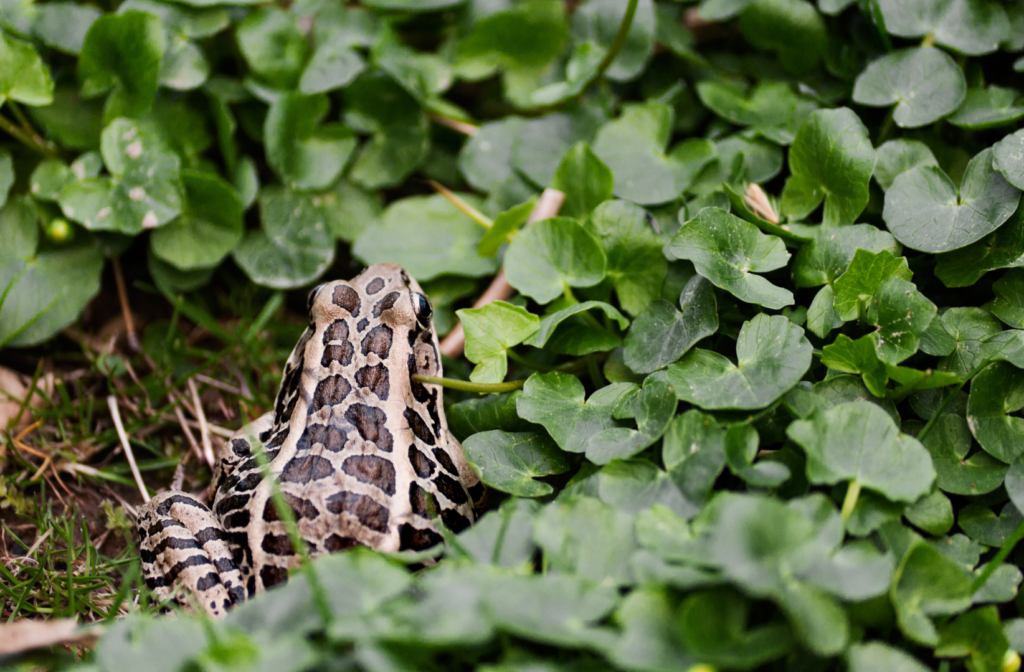 attracting pickerel frogs to your yard