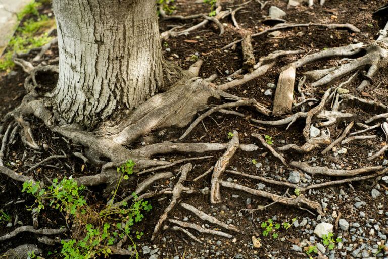 9 Creative Landscaping Ideas Around Tree Roots [Moss, Mulch, and Fairy Villages!]