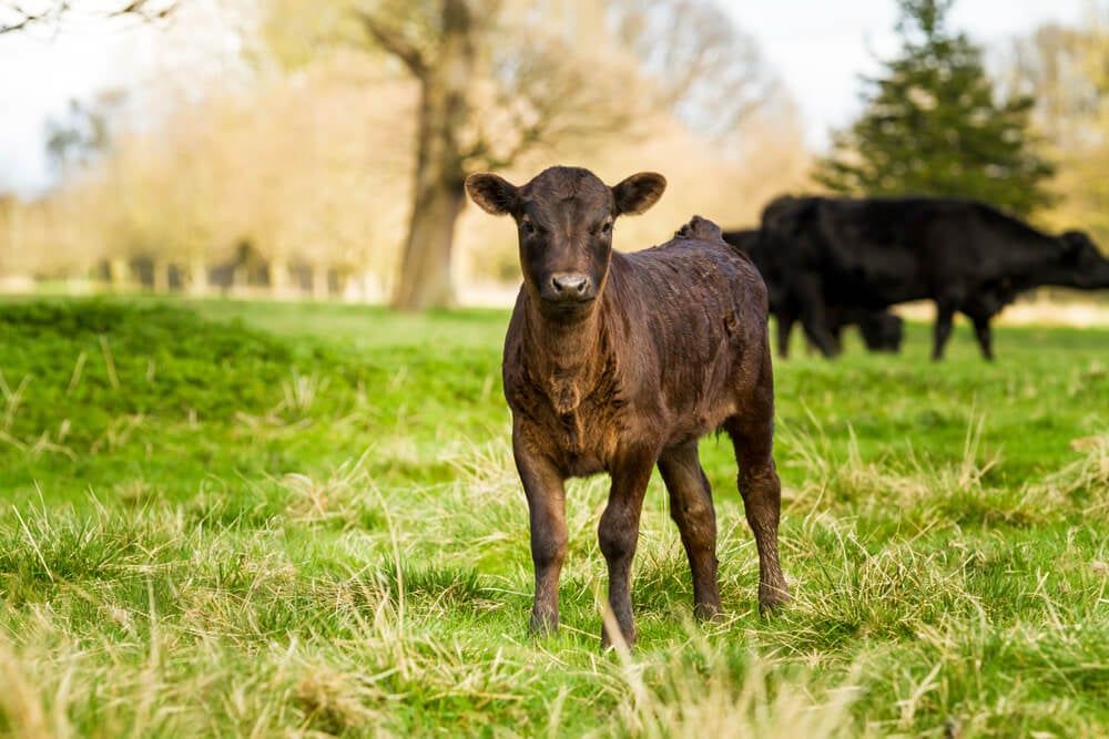 small dexter calf exploring in field with two cows