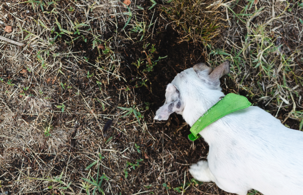 small dog digging
