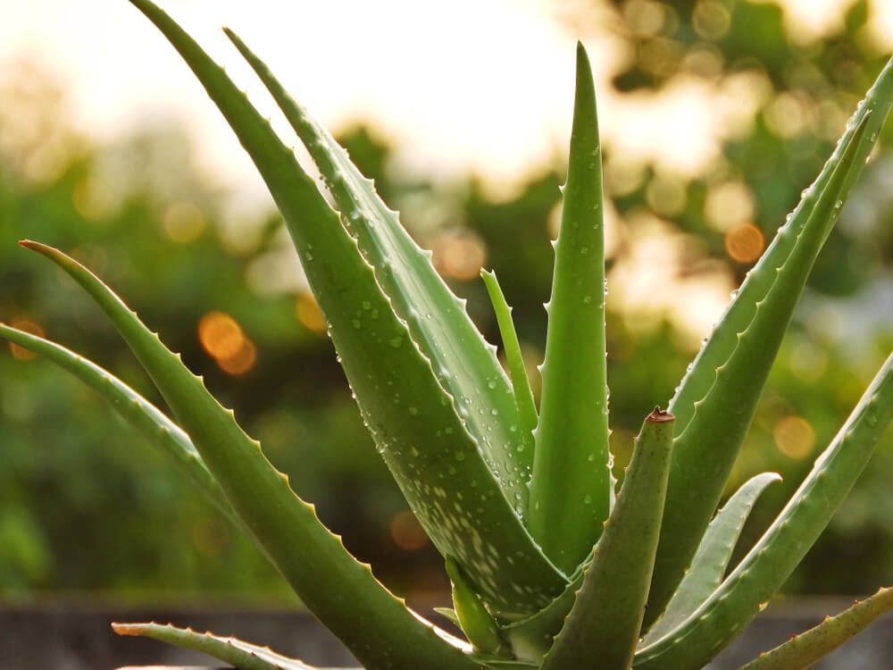 thick looking aloe vera plant on green background