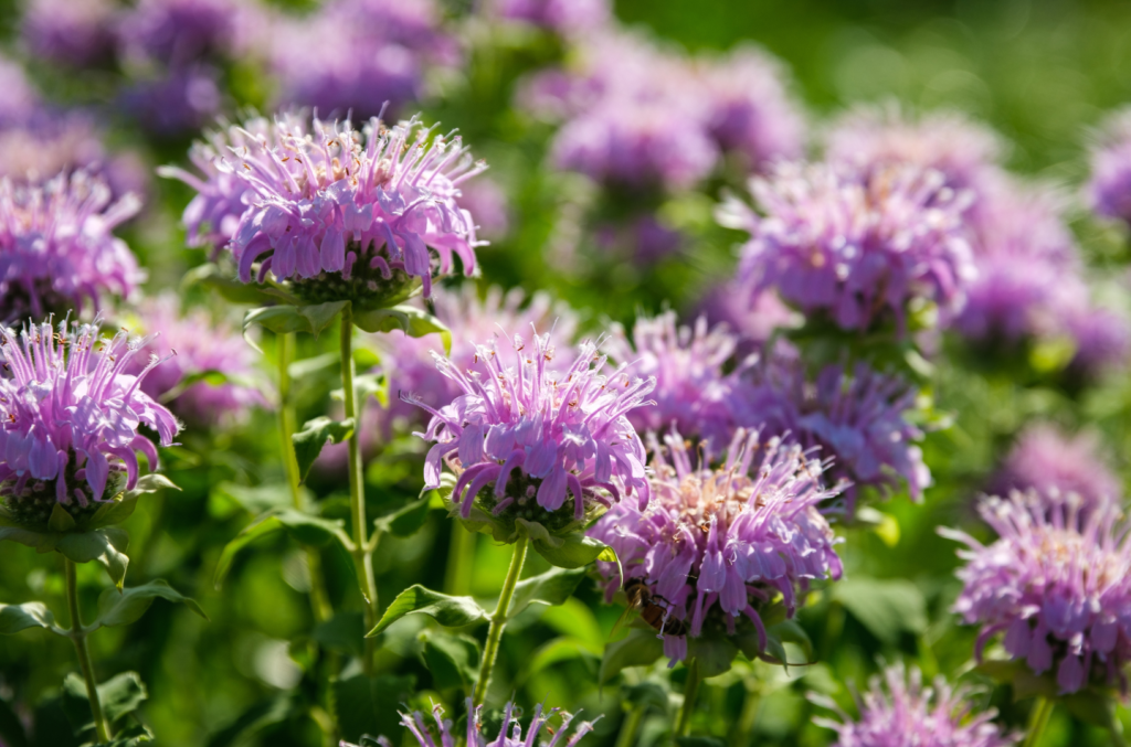 use bee balm to eliminate weeds closeup monarda fistulosa