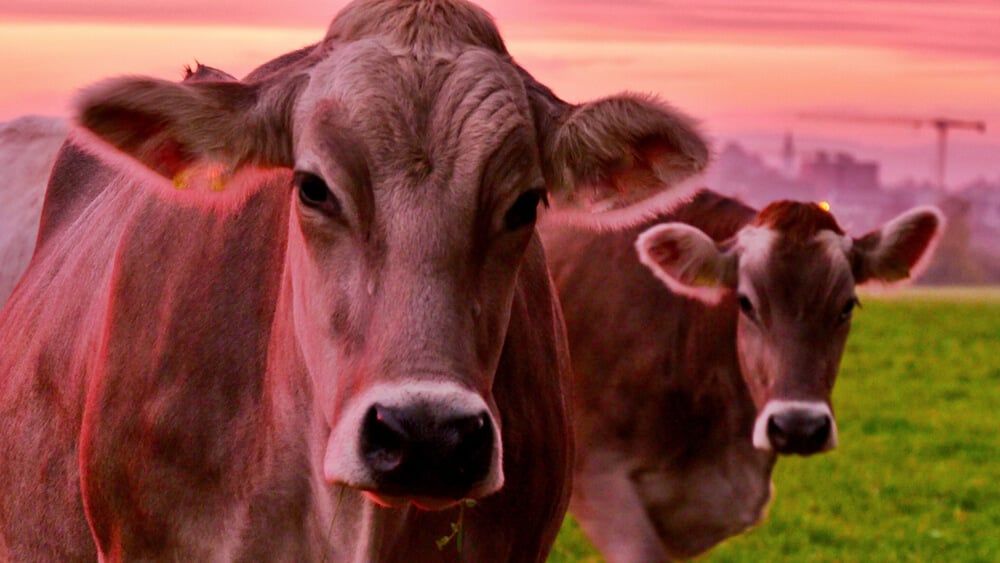 2 cows looking at camera during sunset