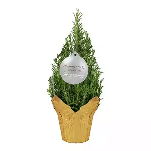 Live Aromatic Christmas Shaped Rosemary Tree , 10-12" Tall by 4-5" Wide, Beautiful Holiday Decor