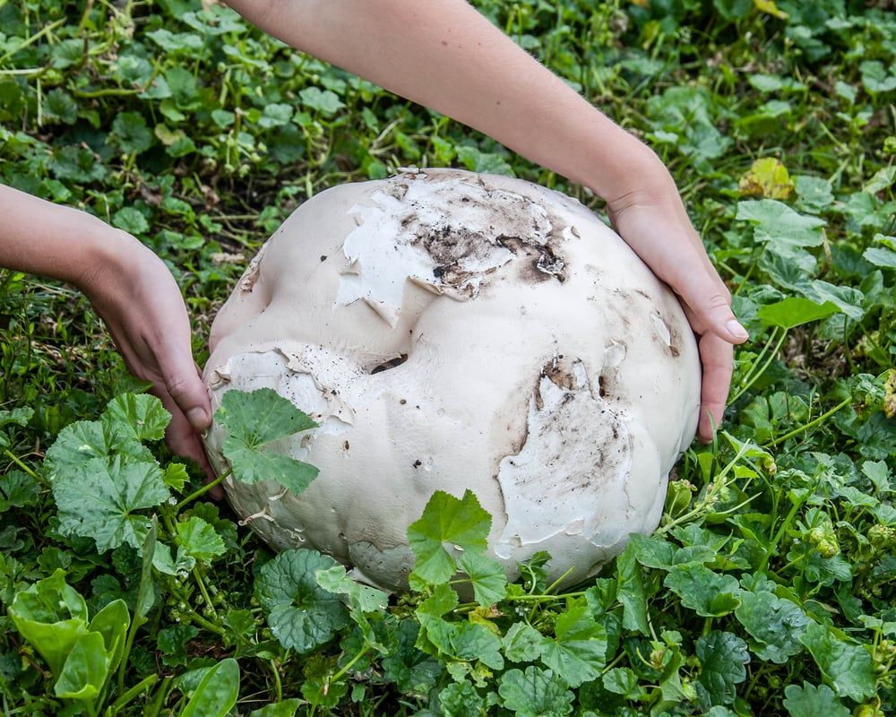 Giant Puffball (Calvatia gigantea). Non poisonous lawn mushroom types