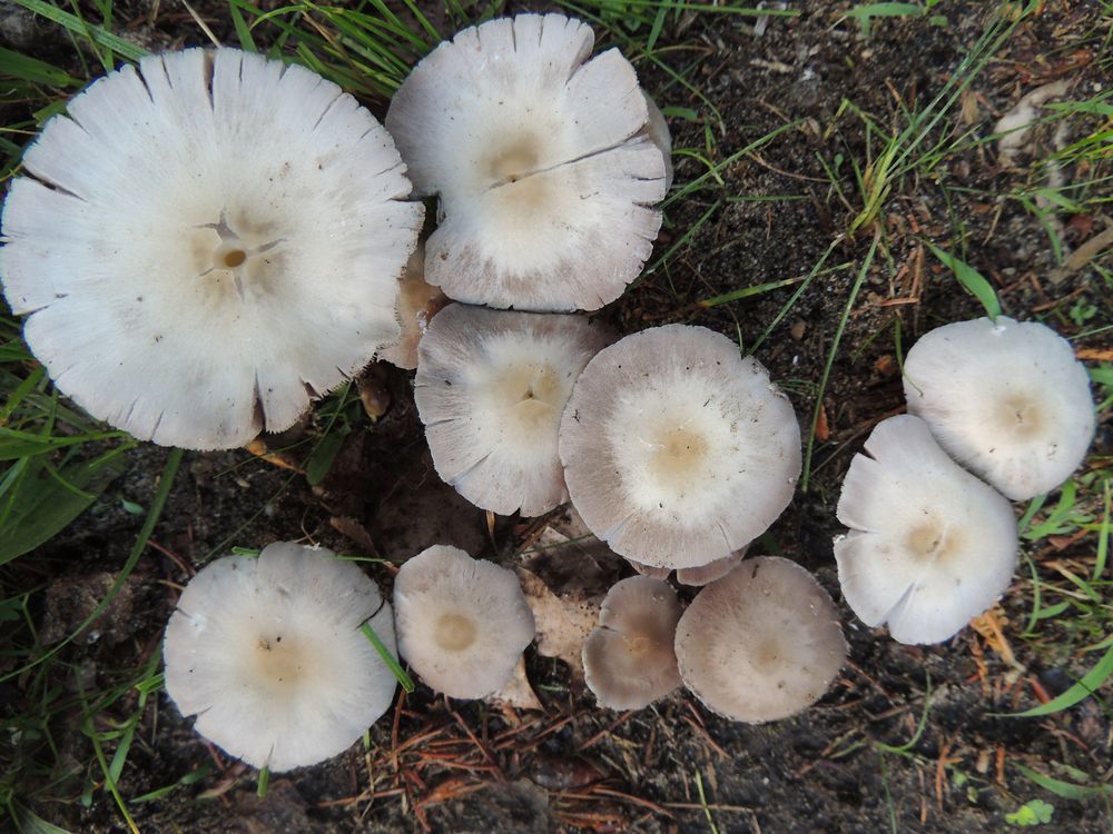 Clitocybe dealbata (Sweating Mushroom) poisonous lawn mushroom types