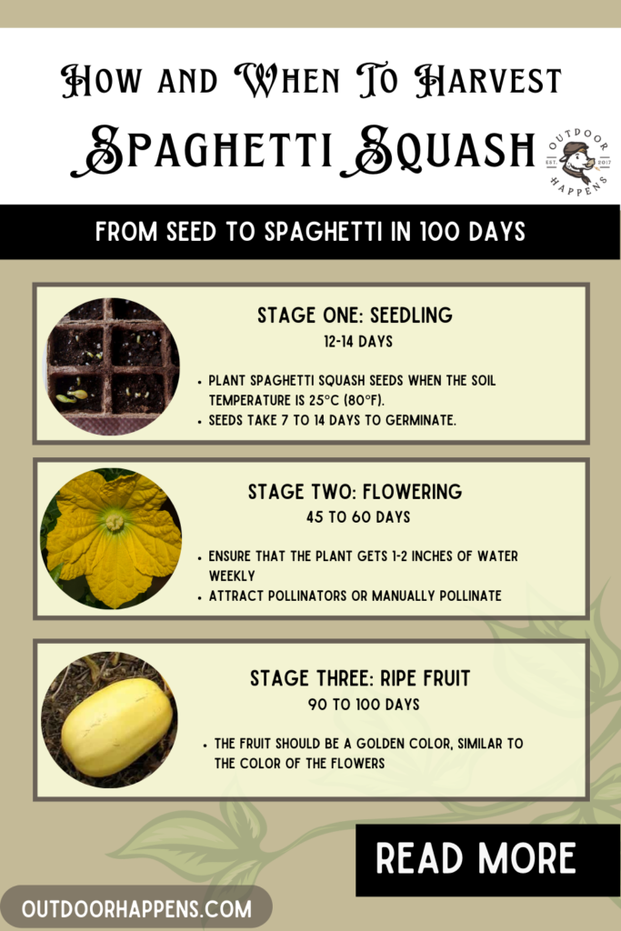 How and When To Harvest Spaghetti Squash From Seed to Spaghetti in 100 Days
