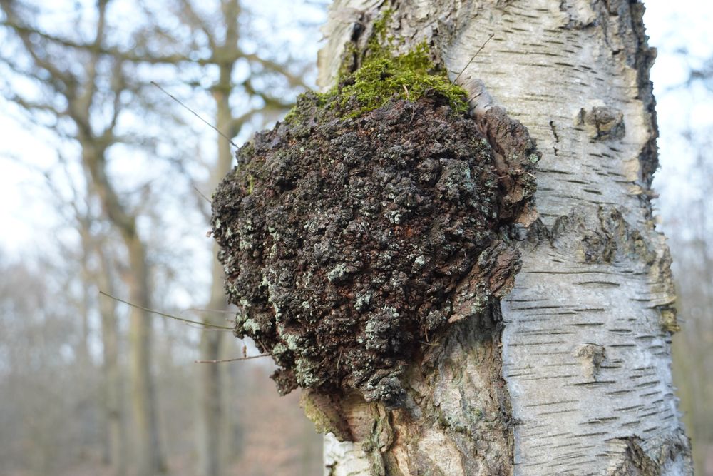 Chaga mushroom (Inonotus obliquus) on a Birch tree