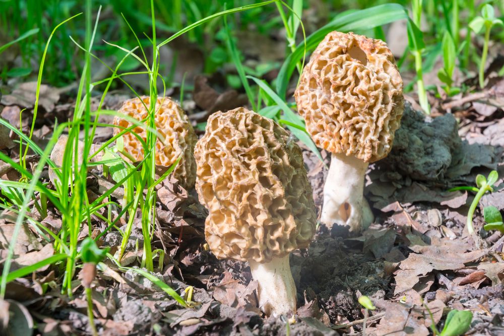 Morel mushrooms (Morchella esculenta)