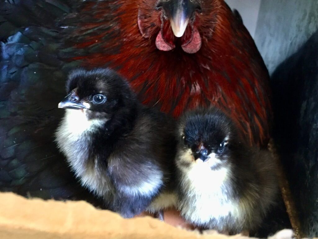My gorgeous little chicks