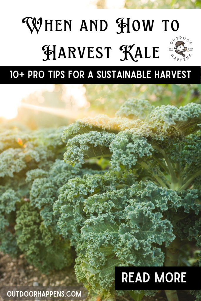 When and How to Harvest Kale: 10+ Pro Tips For a sustainable harvest