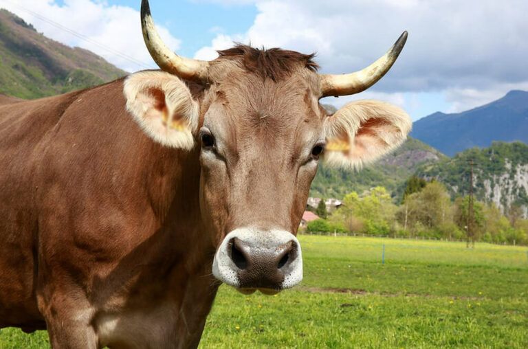 Do Cows Have Horns? [Polled Cows vs. Horned Cows!]