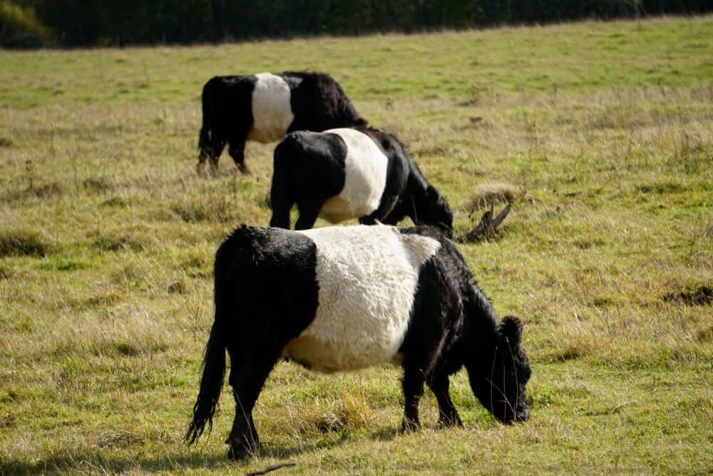 black and white belted galloway cows in a meadow