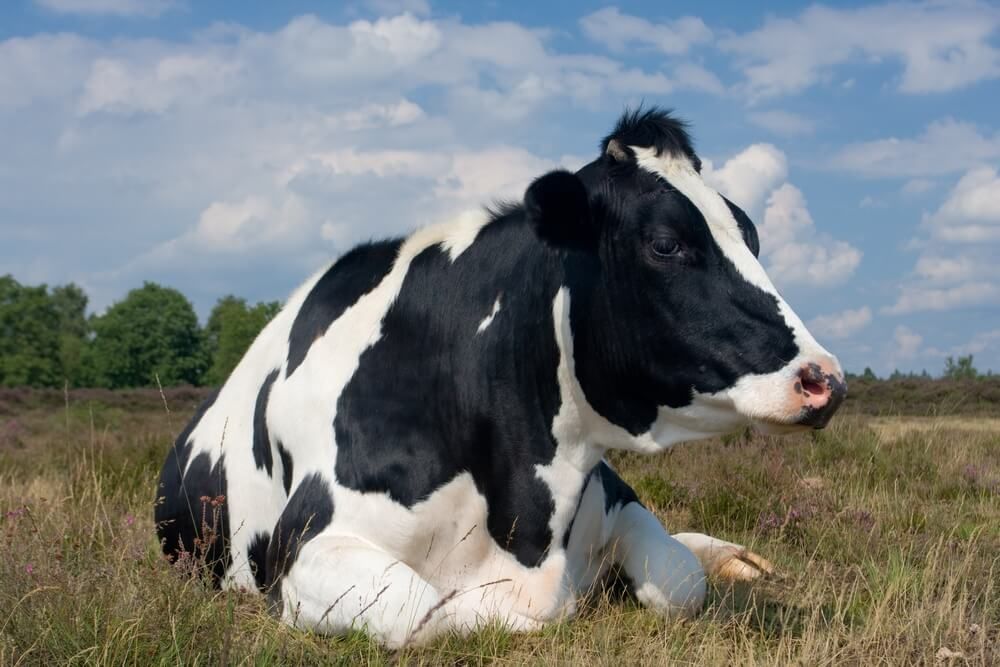 black and white holstein cow relaxing in field