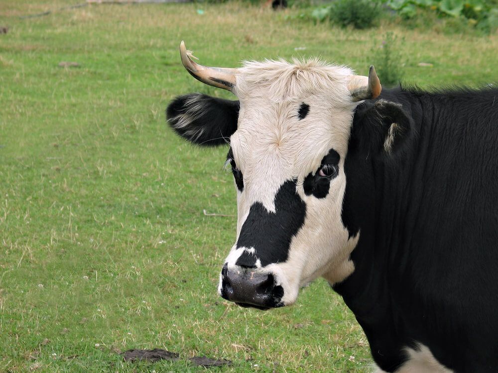 black and white holstein cow