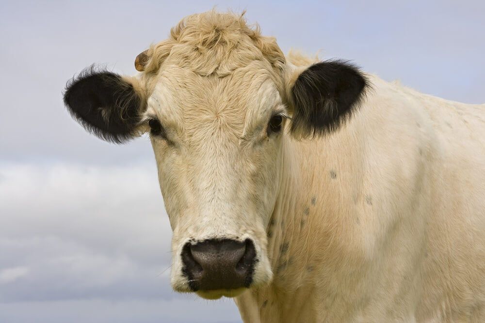 british white cow with clouds in background