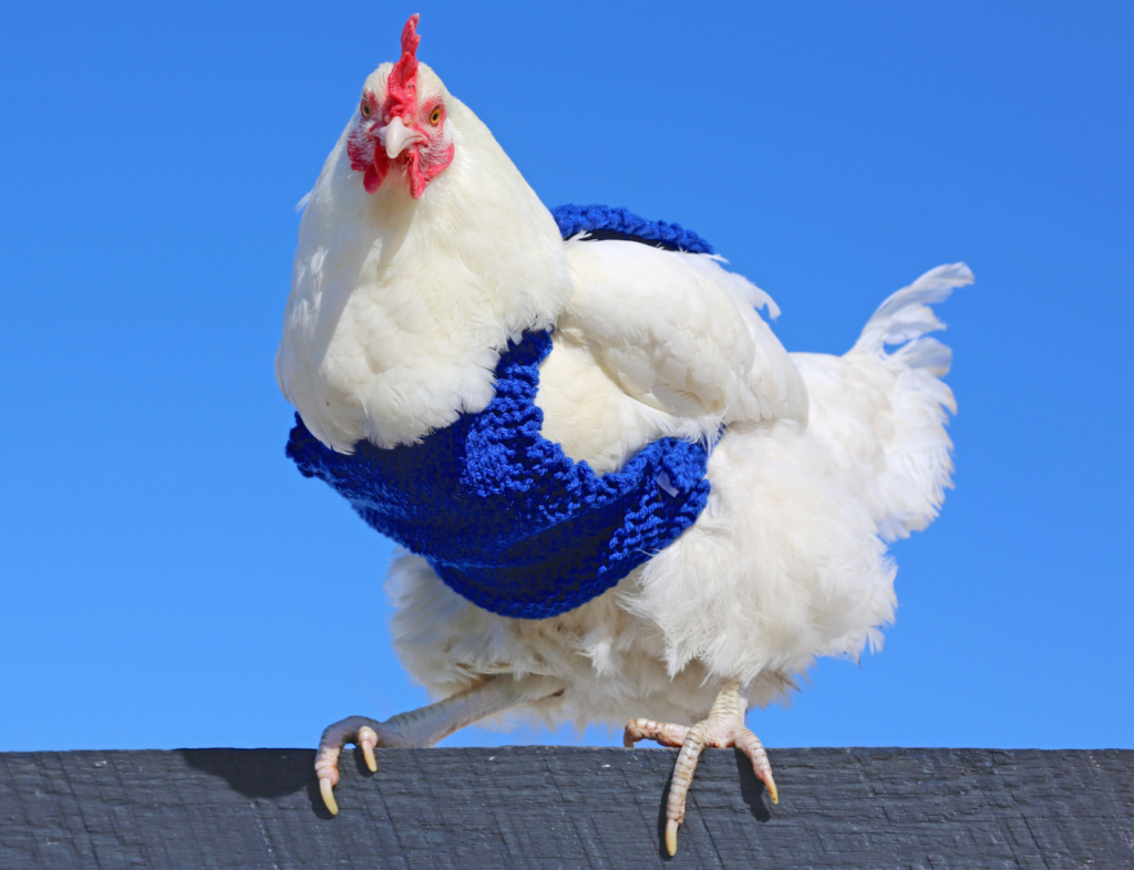chicken in a blue winter sweater