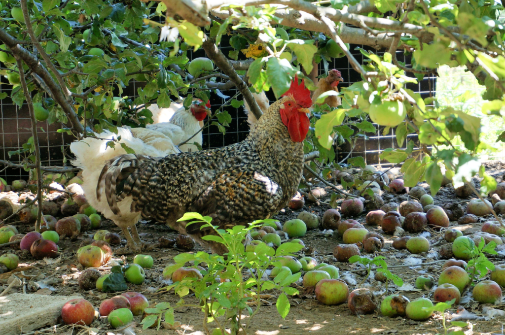 A rooster and hen with apples