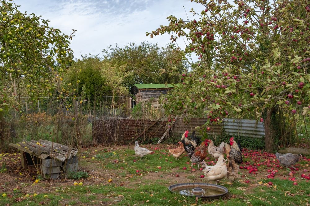 A flock of chickens under an apple tree