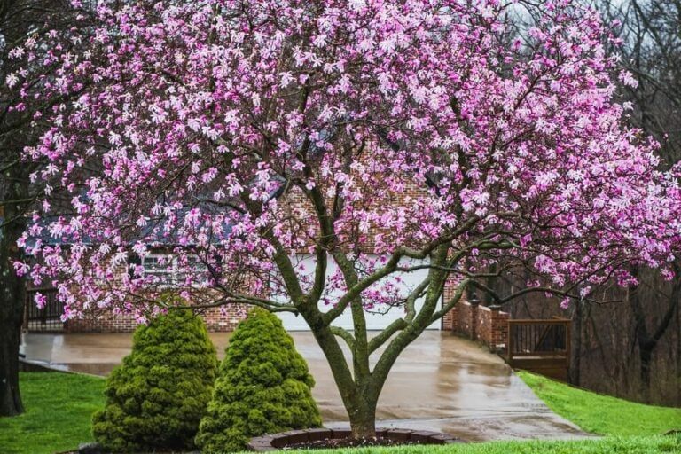 12 Best Trees to Line Driveway [Colorful Privacy Trees!]