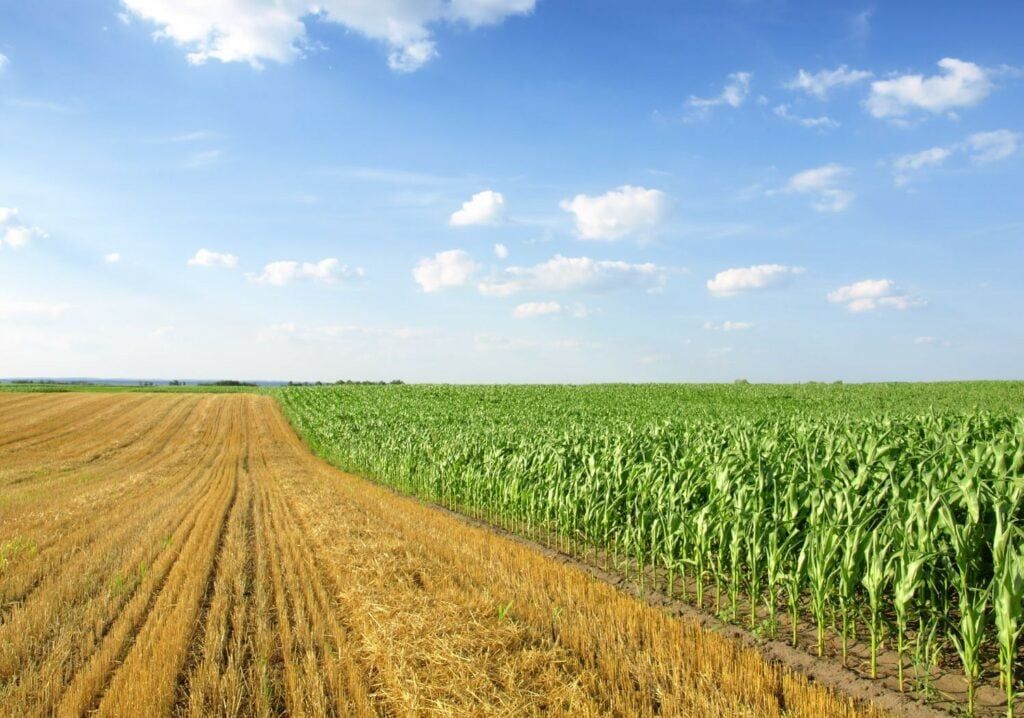 corn field in monoculture vs polyculture