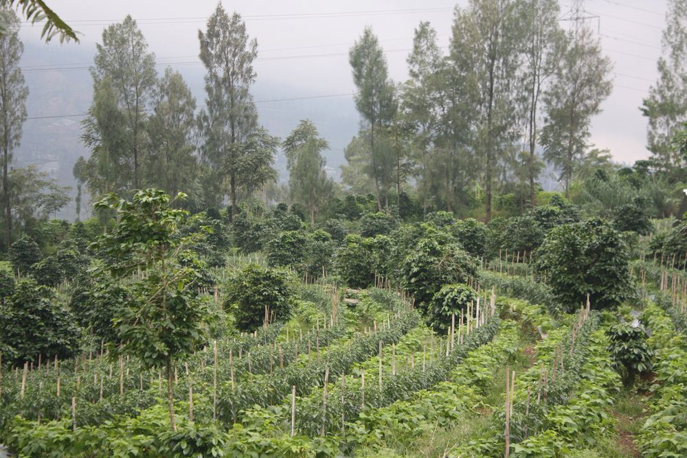 display of intercropping systems of coffee and chili plantations