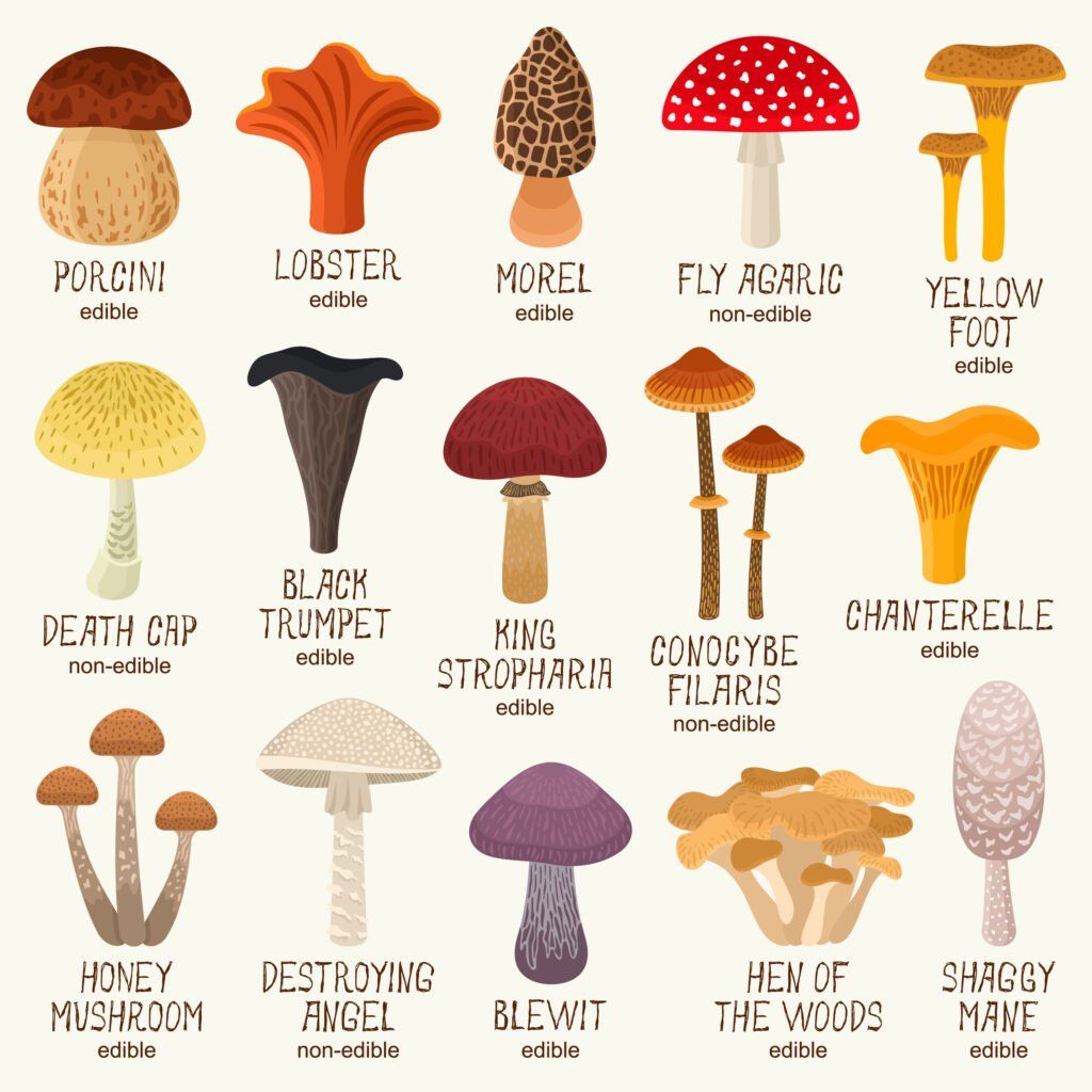 Chart of Edible and non-edible mushroom varieties