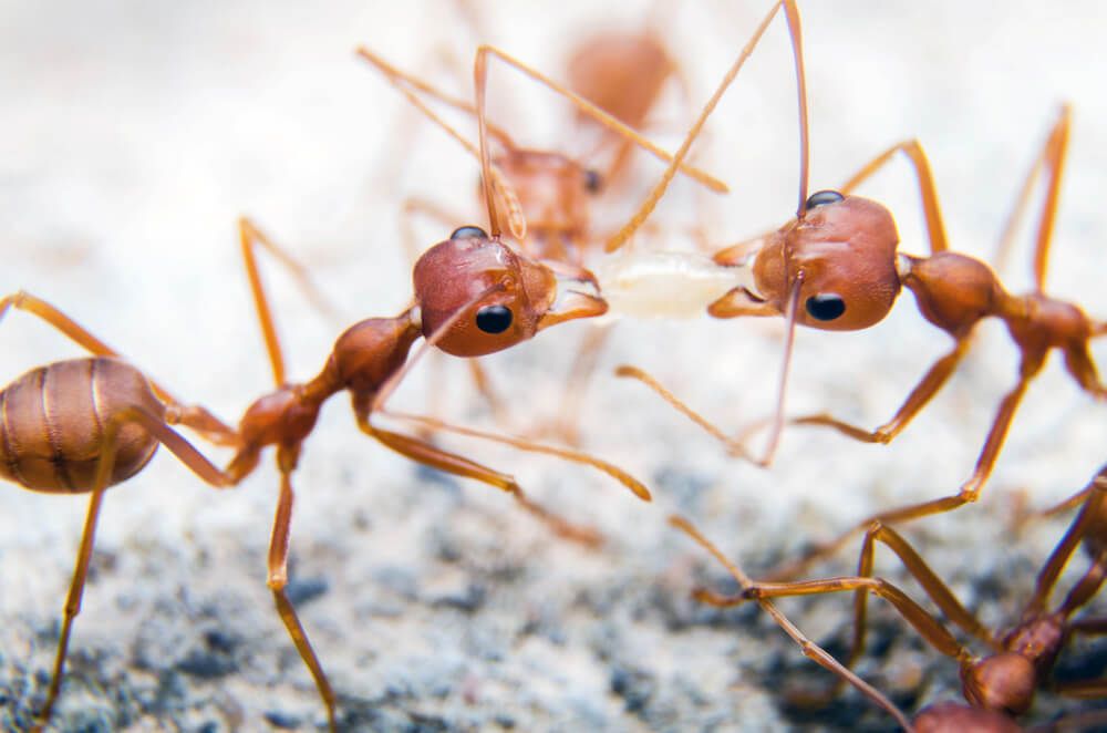 fire ants in action using teamwork