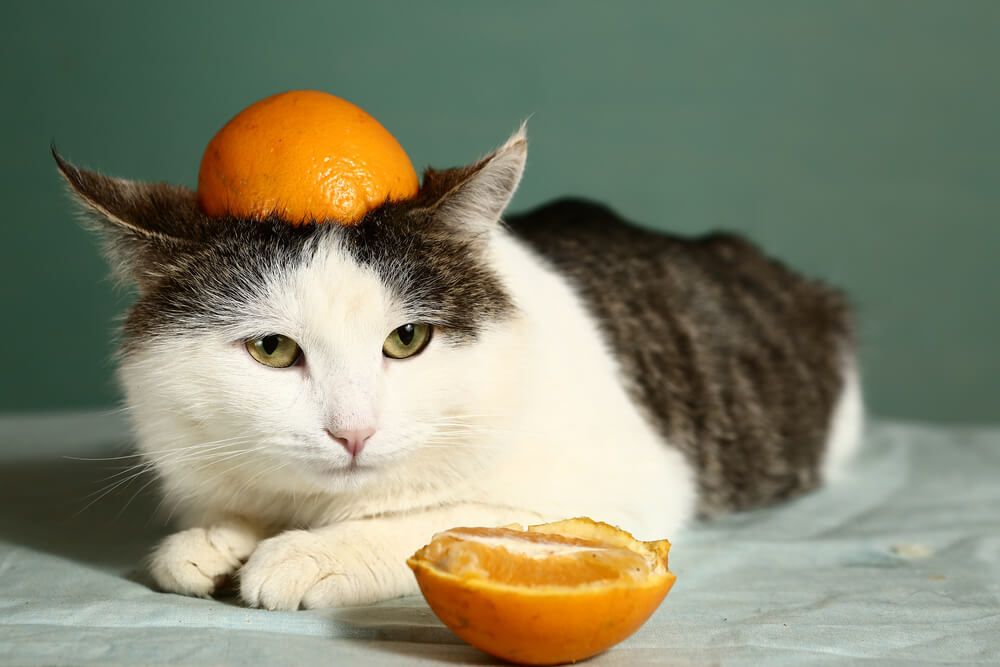 green eyed cat wearing orange hat