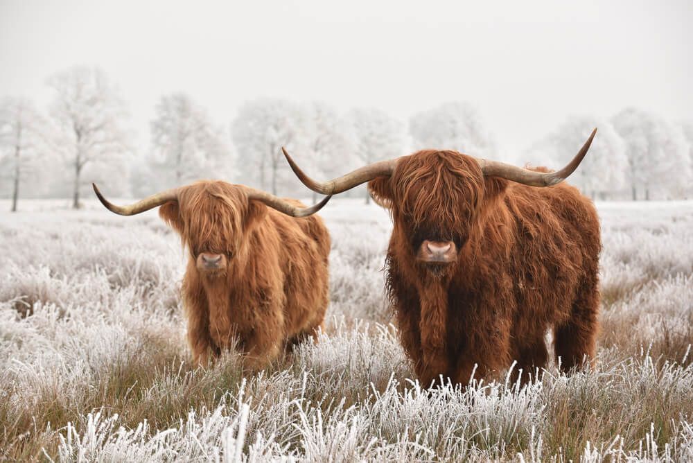 hairy scottish highland cows in winter landscape