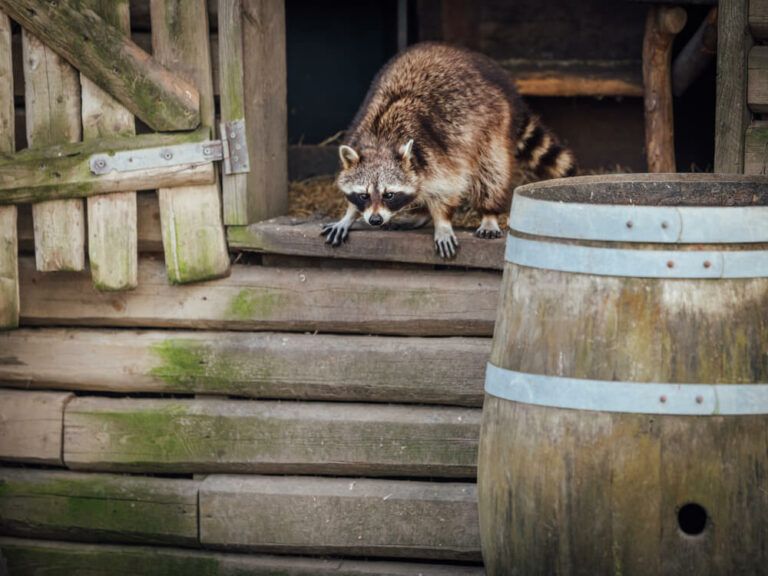 hefty raccoon sneaking into a rural henhouse