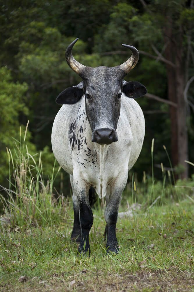 horned florida cracker cattle standing in a field