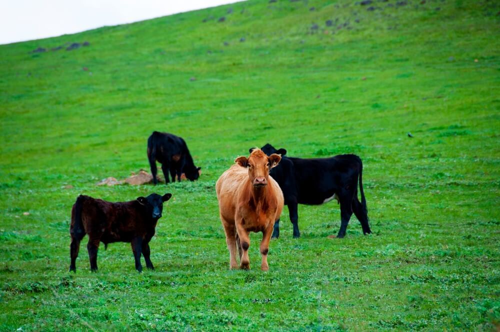 hornless australian lowline cows on farm