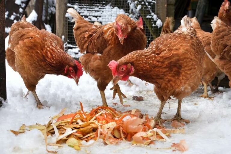 hungry chickens eating leftover vegetables and kitchen scraps