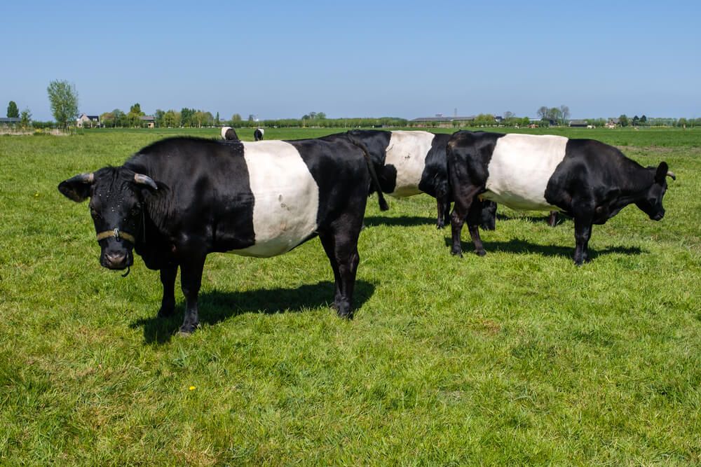 lakenvelder dairy cattle grazing in a green meadow