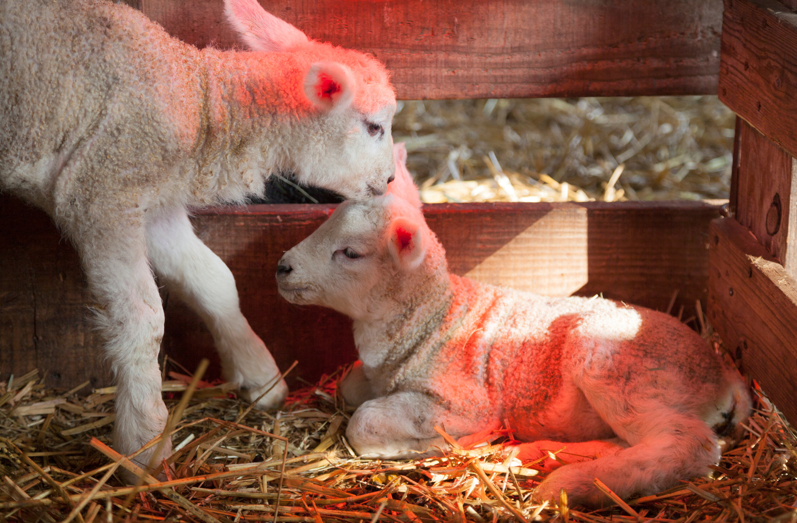 lambs keeping warm in winter under a heat lamp