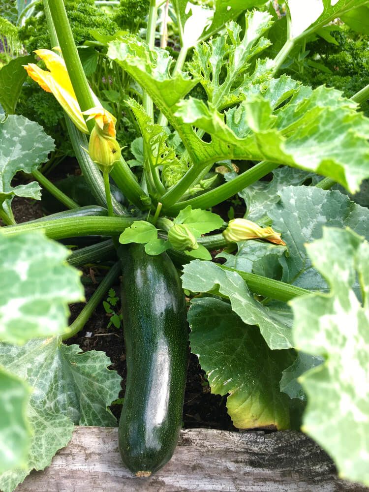 large zucchini growing in the summer garden