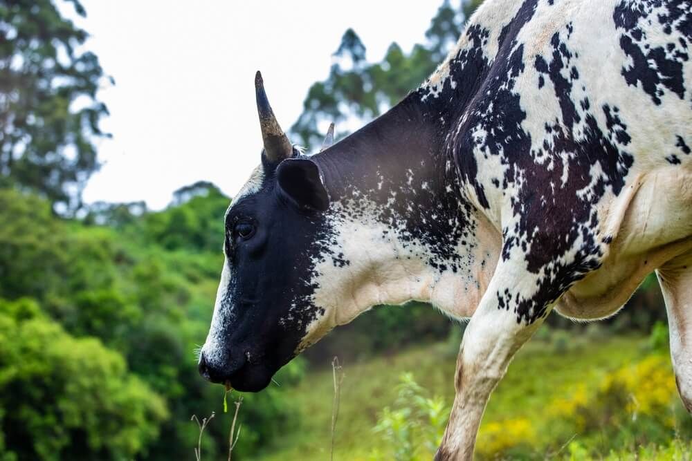 lovely black and white girolando cow
