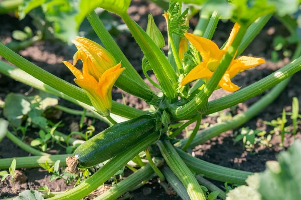 lovely zucchini plant blooming in summer garden