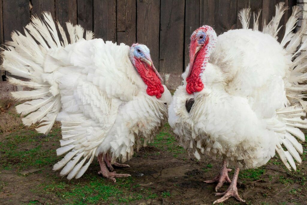 midget-white-best-turkey-breed-for-meat