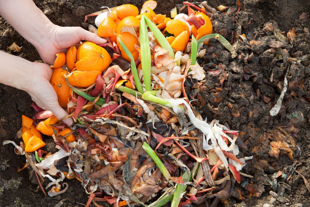 orange peel composting in garden
