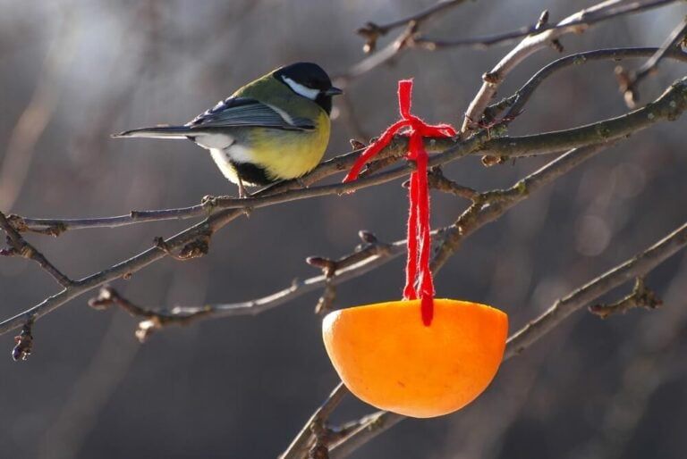 parus major bird visiting an orange peel feeder