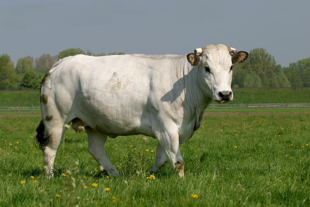 powerful looking chianina cattle breed on pasture