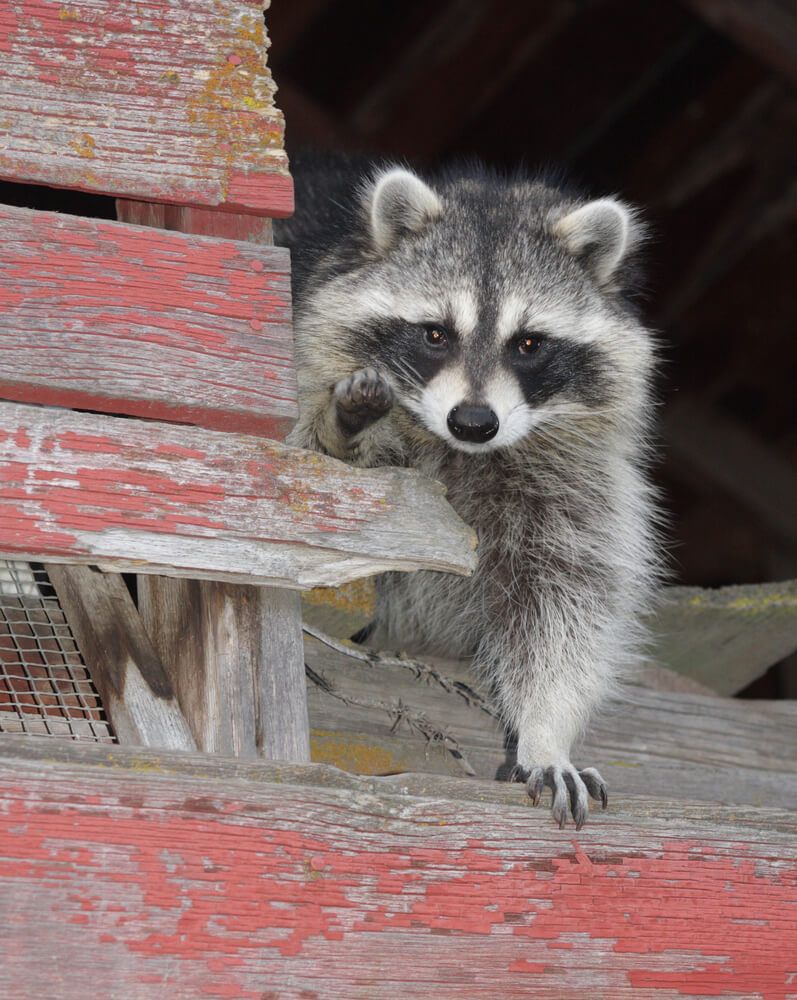 raccoon peeking outside from inside barn