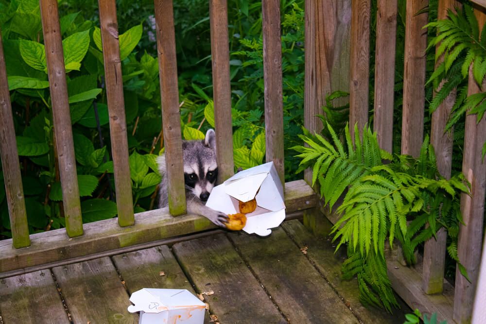 raccoon snatching sweet and sour chicken from backyard deck