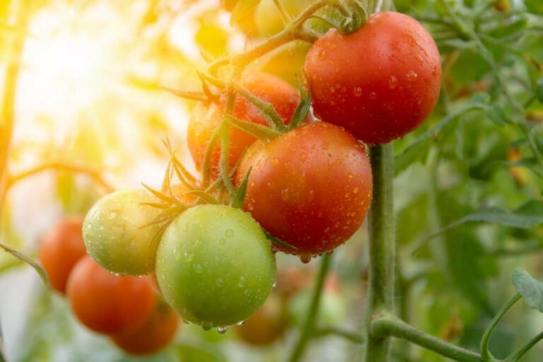 How Much Sun Do Tomatoes Need to Ripen? [No Splitting or Sunscald!]
