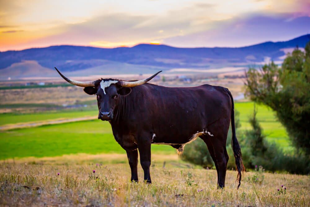 texas longhorn bull foraging in green pastures on idaho farm