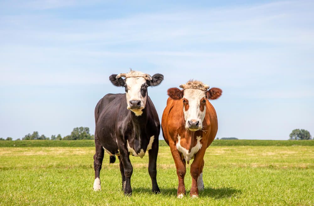 two cheerful looking blaarkop cows in a field
