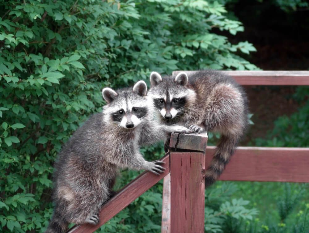 two raccoons resting on a backyard deck in the afternoon