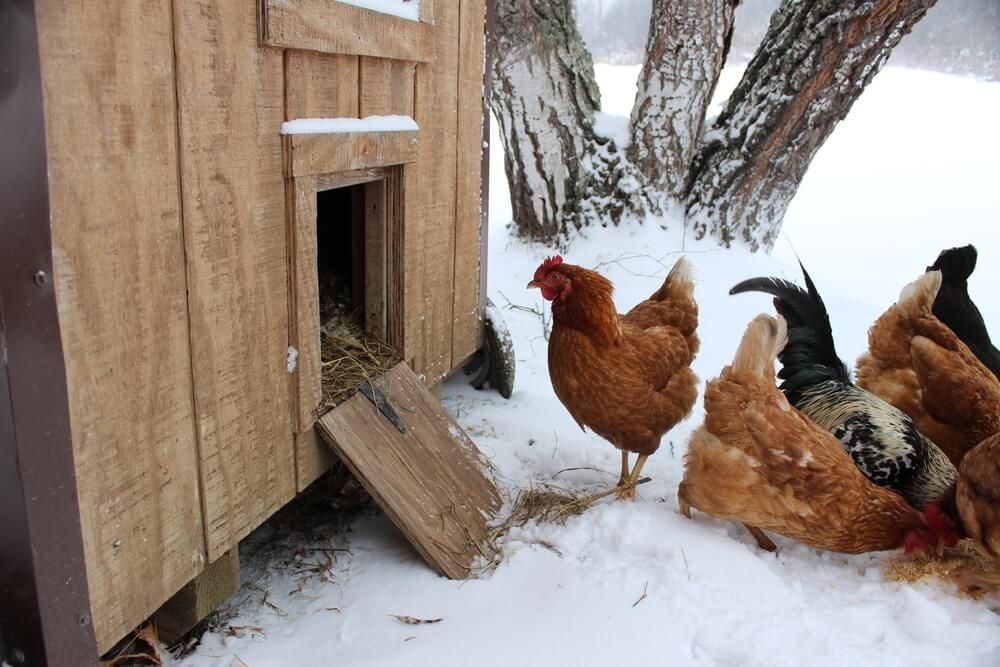 winter chickens eating grain near backyard coop